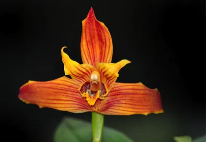 Maxillaria Sangai x Maxillaria molitor orange