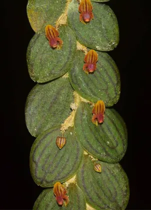 Lepanthes nummularia