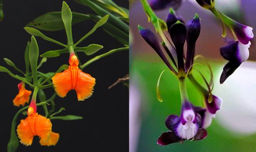 Epidendrum pseudepidendrum x melanoporphyreum