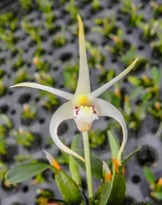 Diplocaulobium chrysotropis