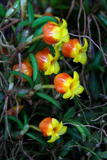 Mediocalcar decoratum