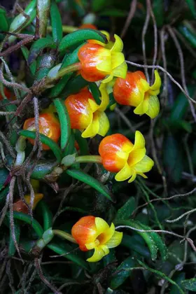 Mediocalcar decoratum