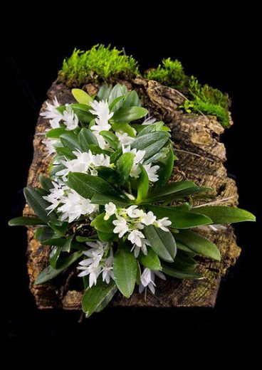 Aerangis hyaloides