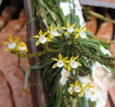 Taeniophyllum obtusum