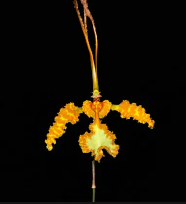Oncidium kramerianum