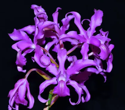 Laeliocattleya Vivi Arosemena