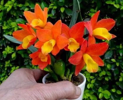 Potinara Chian-Tzy Goldenorange 'Golden Boy'