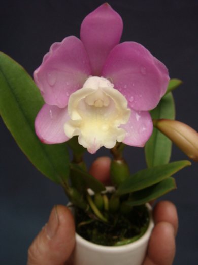 Cattlianthe Chian-Tzy Angel Land 'CT-Mesha'