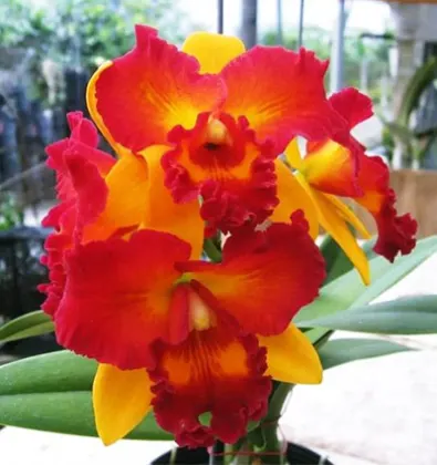 Potinara Shinfong Little Love x  Blc. Tzeng-Wen Beauty