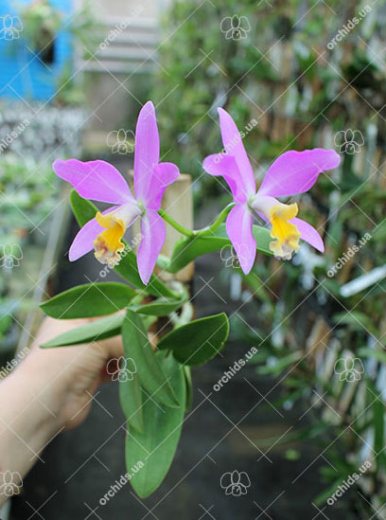 Cattlianthe Tiny Treasure 'Star Amethyst'