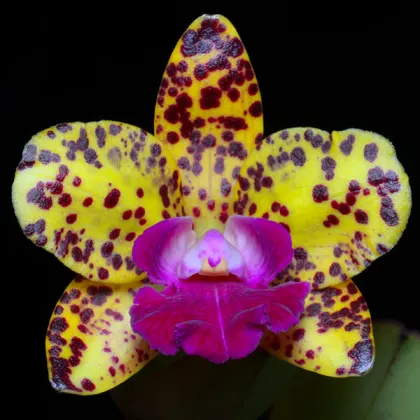 Brassolaeliocattleya Sun Spots 'SVO Best' x Sophrolaeliocattleya Katherine Clarkson 'SVO'