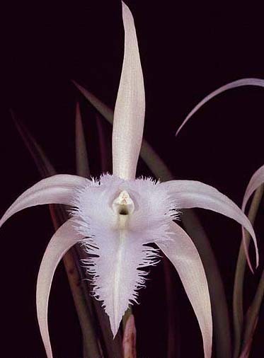 Brassavola George Tyler 'Diamond Orchids' x Brassavola digbyana 'Shamrock'