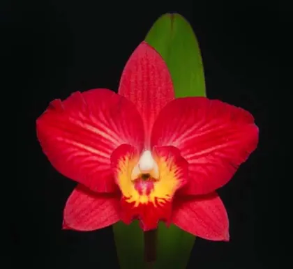 Potinara Golden Circle 'OPRL' x Sophrolaeliocattleya Cosmic Delite 'SVO'