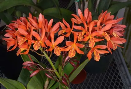Epicattleya Magic Wand (Epc. Kyoguchi 'Peter's Pick' x Lc. Trick or Treat 'Orange Magic' AM/AOS)