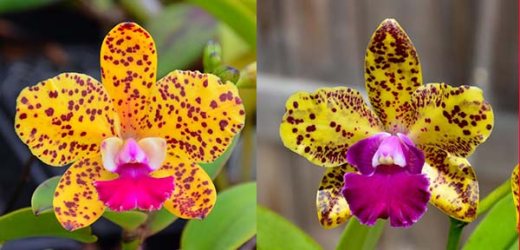 Sophrolaeliocattleya Katherine Clarkson 'SVO' x Mem Evelyn Paquette 'SVO'