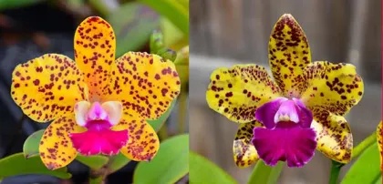 Sophrolaeliocattleya Katherine Clarkson 'SVO' x Mem Evelyn Paquette 'SVO'