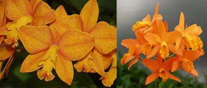 Sophrolaeliocattleya Aloha Jewel 'Tangerine' x Brassolaeliocattleya Guess What 'SVO'