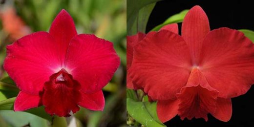 Potinara Loud Nine 'SVO Best' x Sophrolaeliocattleya Circle of Life 'Fordyce Herald Angel'