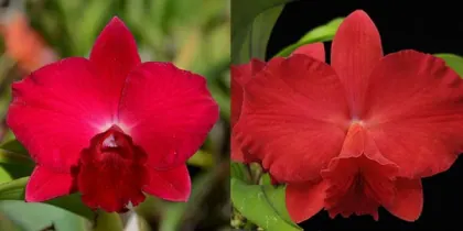 Potinara Loud Nine 'SVO Best' x Sophrolaeliocattleya Circle of Life 'Fordyce Herald Angel'