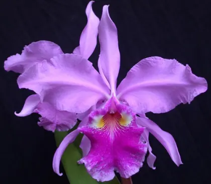 Cattleya warscewiczii ('Halo' x 'Michael') AM/AOS