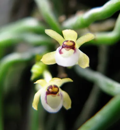 Taeniophyllum fasciola