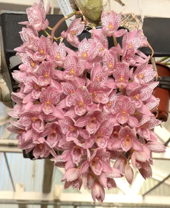 Clowesetum Alexandra Savva (Cl. Rebecca Northen 'Grapefruit Pink' x Ctsm. denticulatum 'SVO II' AM/AOS)