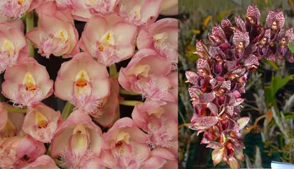 Clowesia Rebecca Northen 'Grapefruit Pink' x Catasetum cirrhaeoides 'SVO Darkness'