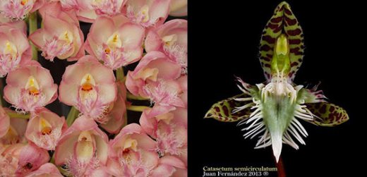 Clowesia Rebecca Northen 'Grapefruit Pink' x Catasetum semicirculatum 'The  Best One'