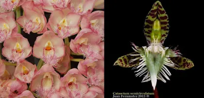 Clowesia Rebecca Northen 'Grapefruit Pink' x Catasetum semicirculatum 'The  Best One'