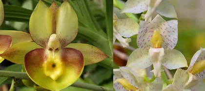Catasetum Portagee Star 'Brian Lawson's Sunrise' x Catasetum tiginum 'Wyche'