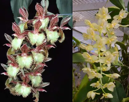 Catasetum Frilly Doris 'SVO II' x Catasetum tigrinum 'SVO'