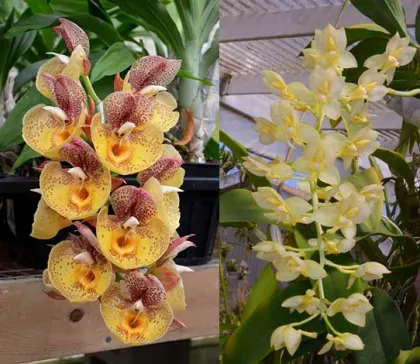 Catasetum Orchidglade 'Davie Ranches' x Catasetum tigrinum 'SVO'