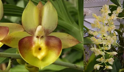 Catasetum Portagee Star 'Brian Lawson's Sunrise' x Catasetum tigrinum 'SVO'
