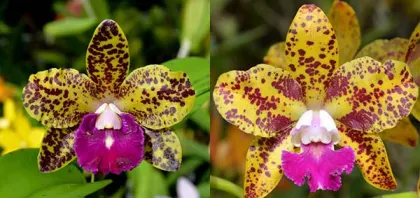 Sophrolaeliocattleya Mem Evelyn Paquette 'SVO Hot Spots' x Brassolaeliocattleya Sun Spots 'SVO Best')