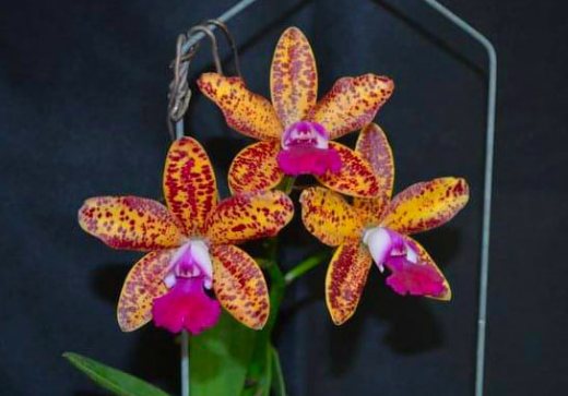 Sophrolaeliocattleya Leopard Lou