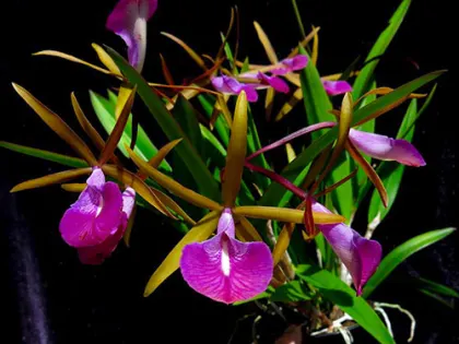 Brassocattleya Star Ruby 'Xanadu'