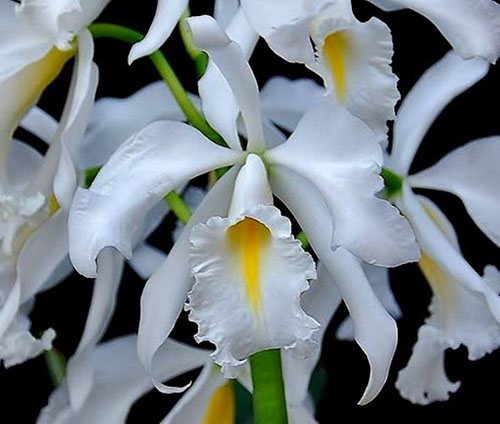 Cattleya maxima alba x self
