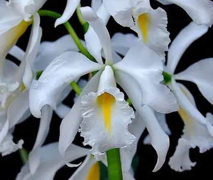 Cattleya maxima alba x self