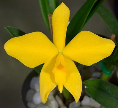 Sophronitis coccinea var lobbii