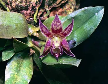 Kalopternix sophronitis