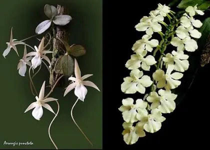 Aerangis citrata x punctata