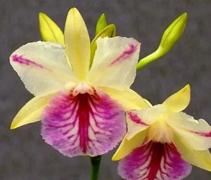 Broughtonia sanguinea aurea  splash