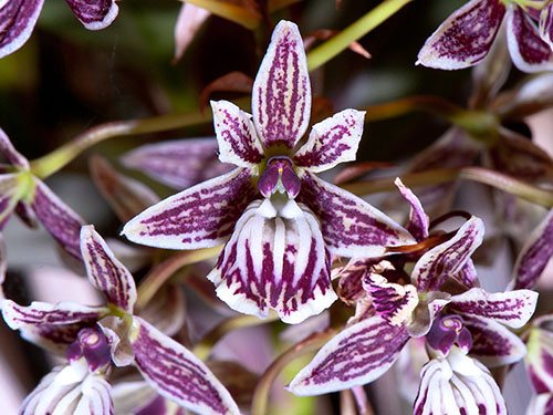 Epidendrum marmoratum