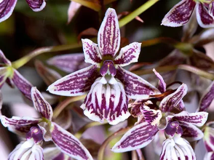Epidendrum marmoratum