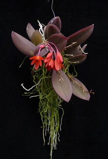 Alamania punicea
