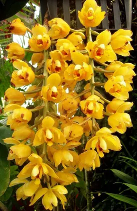 Acineta barkerii