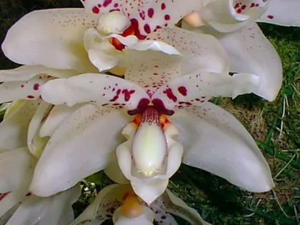 Stanhopea martiana