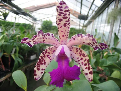 Brassolaeliocattleya Durigan x Cattleya Little Leopard