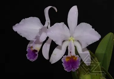 Cattleya trianae coerulea (40-8) x SELF