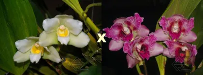 Bifrenaria tyrianthina alba x tyrianthina trilabelo